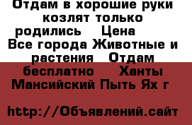 Отдам в хорошие руки козлят.только родились. › Цена ­ 20 - Все города Животные и растения » Отдам бесплатно   . Ханты-Мансийский,Пыть-Ях г.